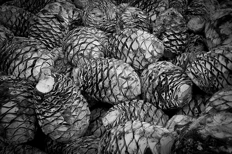 101 - Conhecimento Básico sobre Tequila