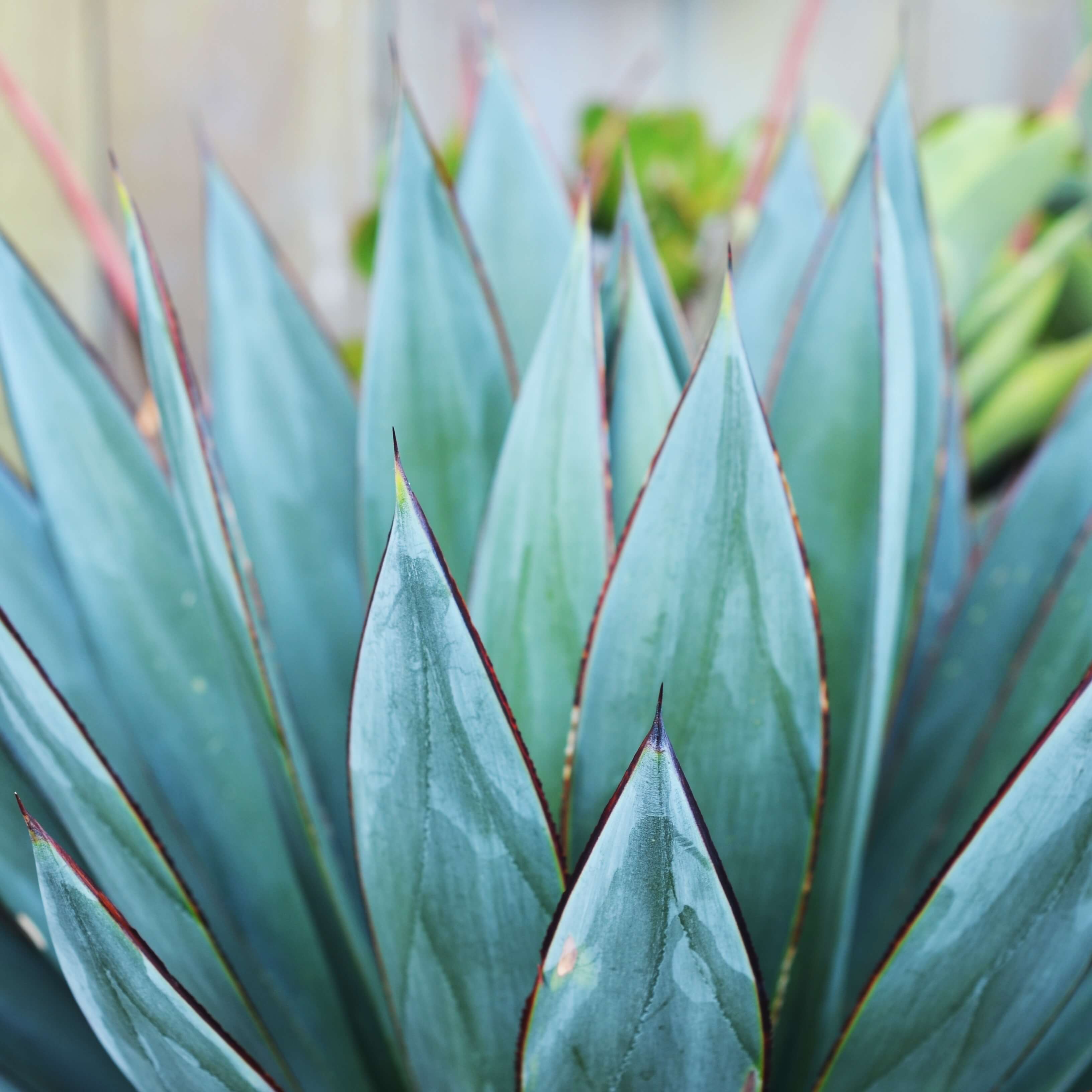 O-consumo-de-Tequila-no-Brasil-e-seu-alto-teor-de-metanol Quetzalli