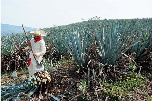 Jimador extraindo agave da fazenda de agave antes do processamento