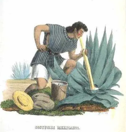 Um homem extraindo agua miel de agave, processo ancestral da produção dete